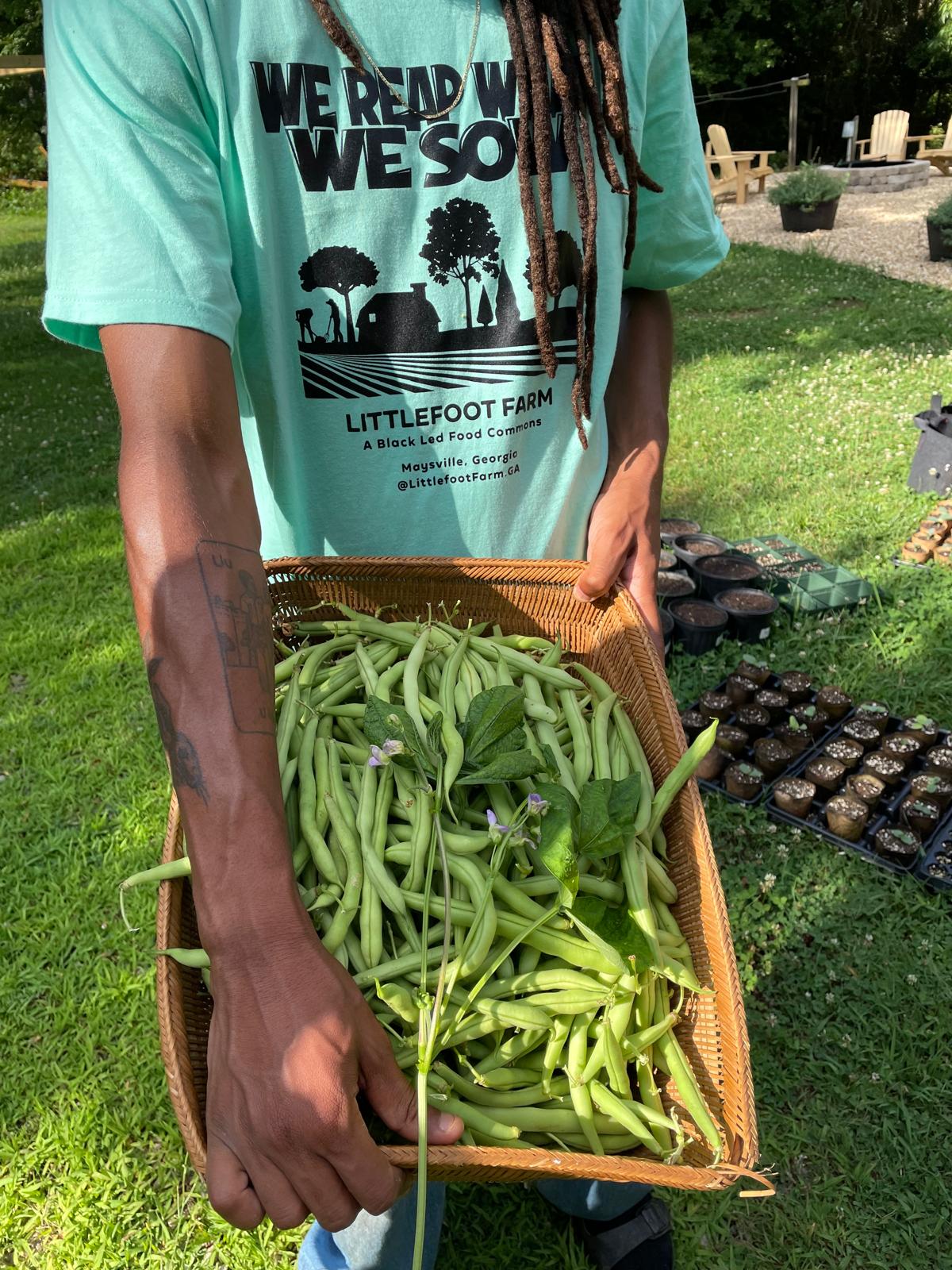 Fresh-picked green beans in a Littlefoot Farm tee