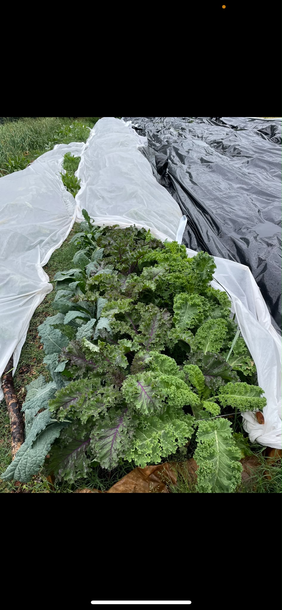 Curly and purple kale growing under a row cover