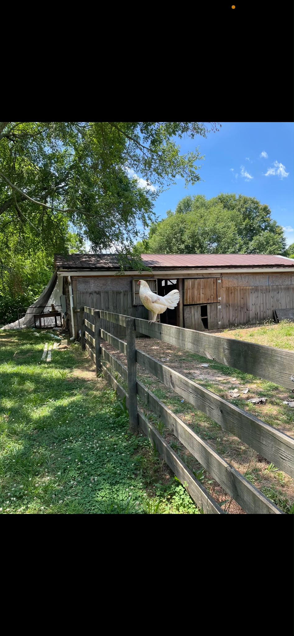 Rooster on the fence by the barn