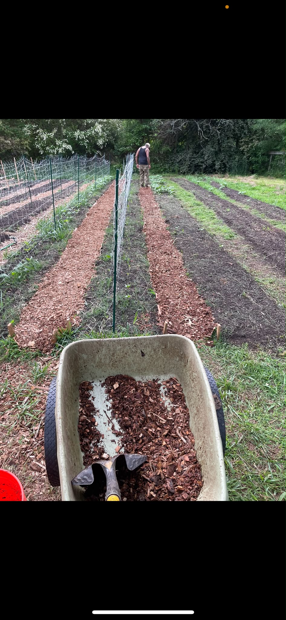 Mulched garden rows being tended at Littlefoot Farm