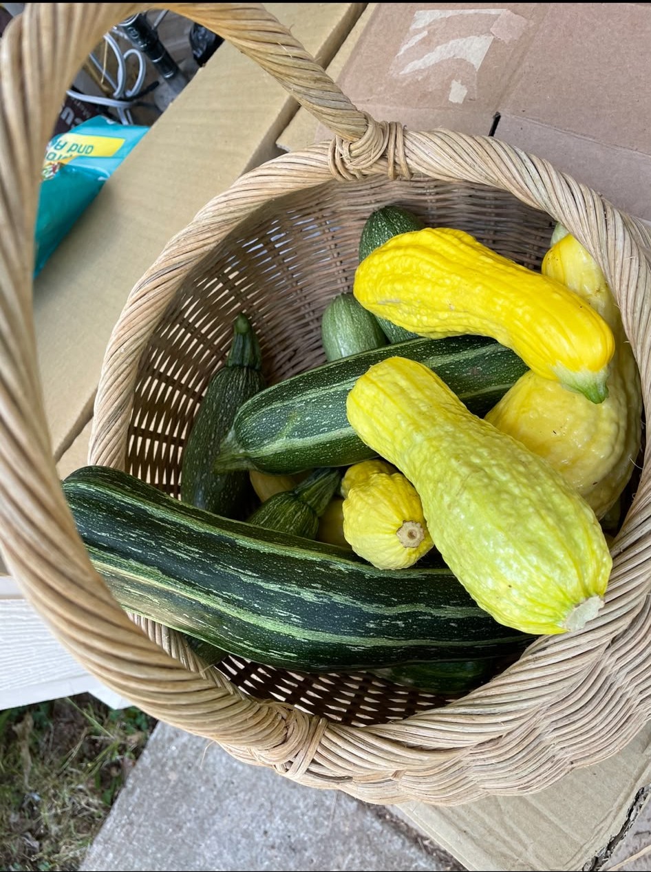 A basket of summer squash and zucchini